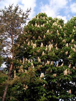 chestnut tree picture