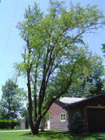 cherry tree