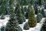christmas tree picture