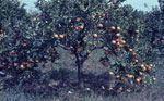 orange tree picture