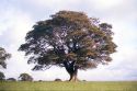 tree wallpaper