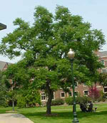 coffee tree picture