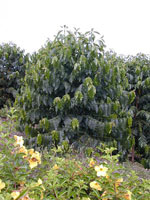 coffee tree picture