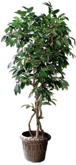 coffee tree picture