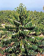 coffee tree picture