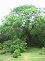 coffee tree picture