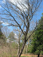 coffee tree picture