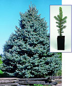spruce tree picture