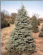 Blue Spruce, Colorado Spruce Tree