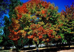 tree picture