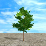 ginkgo biloba tree picture