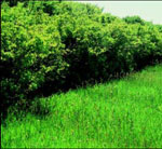 lilac tree picture