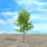 horse chestnut tree picture