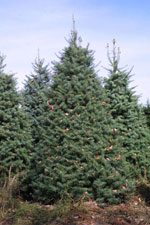 fir tree picture