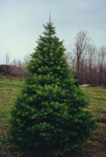 fir tree picture