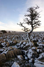hawthorn tree picture