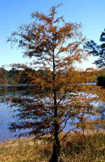 bald cypress tree picture