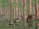 Cypress Tree Pictures; Swamp Cypress Trees