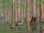 cypress tree picture