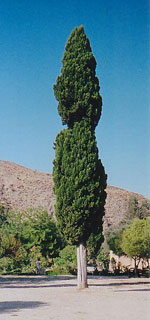 Cyprus, Meditteranean Cyprus Tree