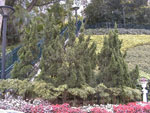 cypress tree picture