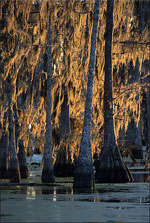 bald cypress tree picture