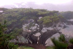 cypress tree picture