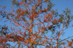 cypress tree picture