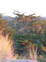 Italian Cypress Tree Picture