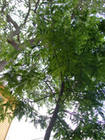 Cypress Tree Foliage Picture