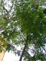 cypress tree picture