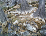 Cypress Tree Roots Picture