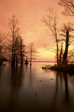 cypress tree picture