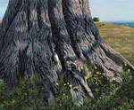 Cypress Tree Trunk Photo