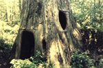 cypress tree picture