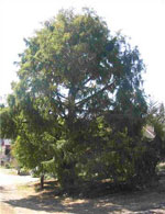 redwood tree picture