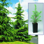 cedar tree picture