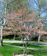 Dogwood Tree, Picture of Pink Dogwood Tree