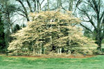 dogwood tree picture