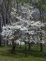 dogwood tree picture