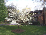 dogwood tree picture