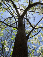 dogwood tree picture