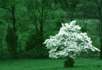 dogwood tree picture