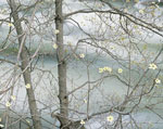 dogwood tree picture