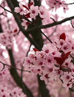 dogwood tree picture
