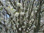 dogwood tree picture