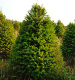 douglas fir tree picture
