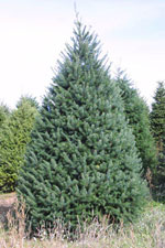 fir tree picture