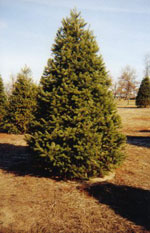 douglas fir tree picture