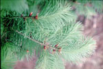 douglas fir tree picture